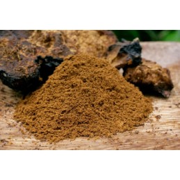 Chaga (poudre) - Inonotus obliquus