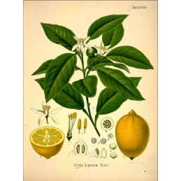 Citron (pelures, morceaux coupés) - Citrus limonum