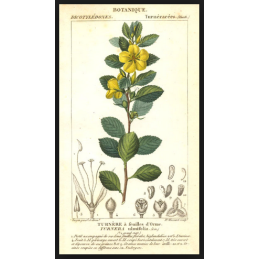 Damiana - Turnera diffusa
