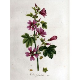 Creeping Charlie (fine cut) - Malva sylvestris