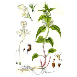 Ortie Blanche - Lamium album