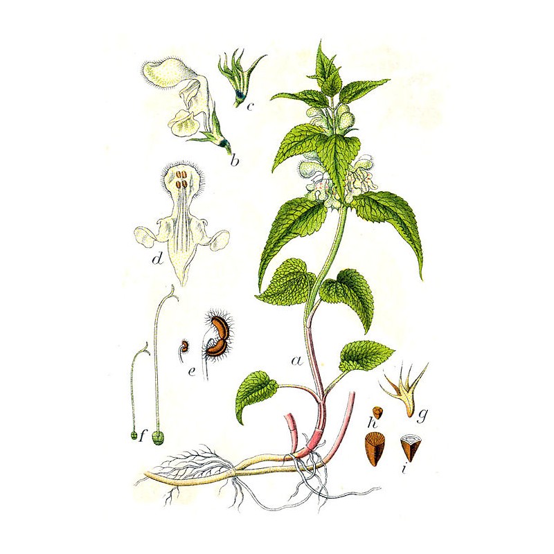 Ortie Blanche - Lamium album