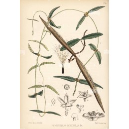 Sarsaparilla  - Hemidesmus indicus