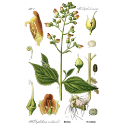 Figwort - Scrophularia nodosa
