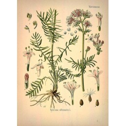 Valerian (Root Powder) - Valeriana officinalis