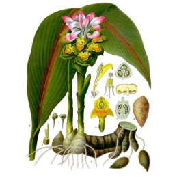 Zedoary (White Tumeric) - Curcuma zedoaria