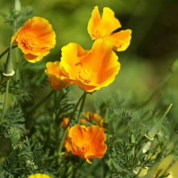 Semences_Pavot-de-Californie_Herboristerie-Desjardins