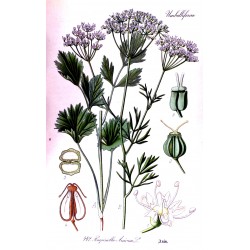 Green Anise 1 kg