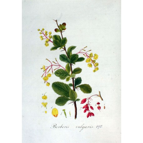 Epine Vinette 250 gr