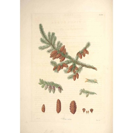 Red Spruce 250 gr