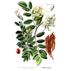 Astragalus 1 kg