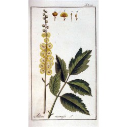 Black Cohosh 500 gr