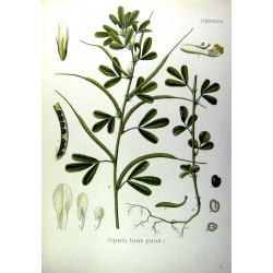 Ground Fenugreek 1 kg