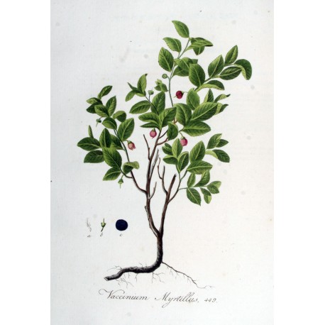 Myrtille Feuille 500 gr Myrtille Feuille 500 gr