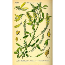 Mélilot 250 gr