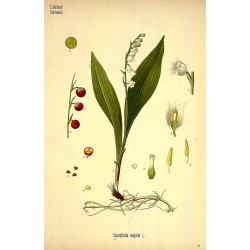 Lilly of the Valley 250 gr