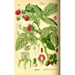 Raspberry 250 gr