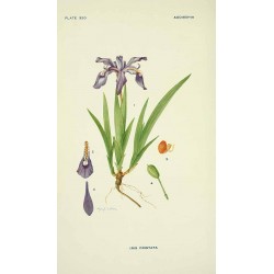 Iris Poudre 500 gr