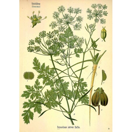 Parsley Leaf 250 gr Parsley Leaf 250 gr