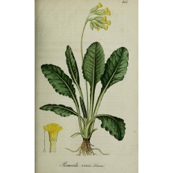 Primevère Racine 1 kg