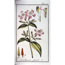 Soapwort 250 gr