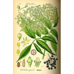 Common Elderberry 250 gr